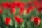 Blurry a Lot of red tulips. Abstract background. The concept of landscape design in the spring, landscaping, finishing manor