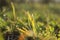 Blurry nature background, horizontal view. Blurred image of green grass, cropped shot. Nature, fields concept.