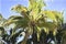 Blurry palm tree on sunny sky. Tropical nature defocused landscape. Coco palm leaf digital illustration.