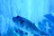 Blurry photo of Arothron meleagris or guineafowl puffer or golden puffer in a sea aquarium