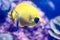 Blurry photo of a Bluecheek butterflyfish Chaetodon semilarvatus in a sea aquarium