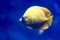 Blurry photo of a Bluecheek butterflyfish Chaetodon semilarvatus in a sea aquarium