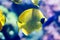 Blurry photo of a Bluecheek butterflyfish Chaetodon semilarvatus in a sea aquarium