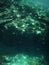 Blurry photo of corals underwater in emerald green.