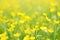 Blurry photo effect. Defocused yellow flowers and grass.