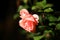 A blurry picture of a pink flower with green leaves on black