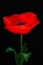 Blurry Red Poppy on a dark background
