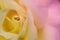 Blurry rose flower