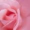 Blurry rose flower