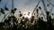 Blurry silhouettes of wildflowers sway in wind in front of dusky sky