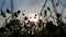 Blurry silhouettes of wildflowers sway in wind in front of dusky sky