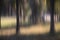 Blurry smooth trees in the woods