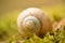 Blurry snail shell on moss