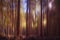 Blurry trees, wood, forest background. Beautiful nature in fall, autumn.