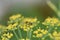 Blurry unfocused picture of carrot flower bloom in the garden. Yellow background