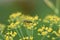 Blurry unfocused picture of carrot flower bloom in the garden. Yellow background