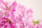 Blury pink lilac  flowers