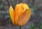 Blushing Apeldoorn golden-yellow and orange tulip