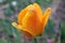 Blushing Apeldoorn golden-yellow and orange tulip