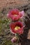 Blushing Beauties: Dusty Rose Opuntia Cactus Blooms, Tonopah, Arizona