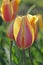 Blushing Beauty Tulips in bright sunlight