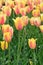 Blushing Beauty Tulips at Windmill Island Tulip Garden