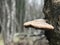 Blushing Bracket Fungus Growing on a Tree Trunk