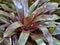 Blushing Bromeliad (Neoregelia carolinae)