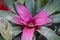 The blushing bromeliad Neoregelia carolinae grow at the glasshouse