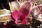 Blushing bromeliad pink