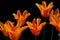 Blushing Lady Tulips