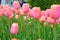 Blushing Lady Tulips at Windmill Island Tulip Garden