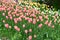 Blushing Lady Tulips at Windmill Island Tulip Garden