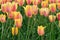 Blushing Lady Tulips at Windmill Island Tulip Garden