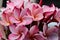 Blushing pink Plumeria blooms