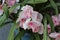 Blushing pink and white pure orchid shape flowers