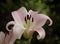 Blushing Soft Pink Lily Flower In Dappled Light