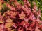 Blushing Virginia creeper in autumn