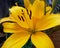 Blushing yellow lilium flower