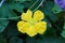 Blustru (luffa aegyptiaca) flowers. taken by close up and blur background.