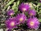 Blut Ice Plant Delosperma ashtonii, Harriet Margaret Louisa Bolus - The Carpet Weed Family or Familie der MittagsblumengewÃ¤chse