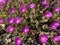Blut Ice Plant Delosperma ashtonii, Harriet Margaret Louisa Bolus - The Carpet Weed Family or Familie der MittagsblumengewÃ¤chse