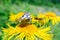 Blutterfly, Flower, Nature, Clolor, Close-up