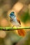 Blyth Paradise-flycatcher perching on a perch