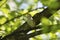 Blyth reed warbler sits on a tree branch in spring