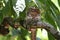 Blyth`s Frogmouth Batrachostomus affinis Male Birds on the Nest