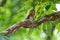 Blyth`s Frogmouth Batrachostomus affinis Male Birds on the Nest