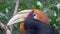 Blyth\'s Hornbill