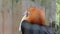 Blyth\'s Hornbill (Rhyticeros Plicatus) Male Side Profile