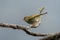 Blyth`s leaf warbler Phylloscopus reguloides observed in Mishmi Hills